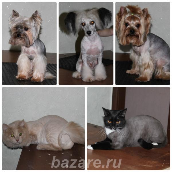 Стрижка кошек и собак, Новокузнецк