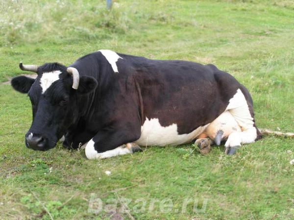 Продам коров и телят, Варна