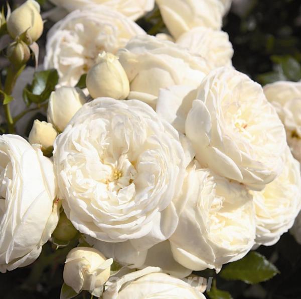 Эмоушен кремовый хризантемная роза