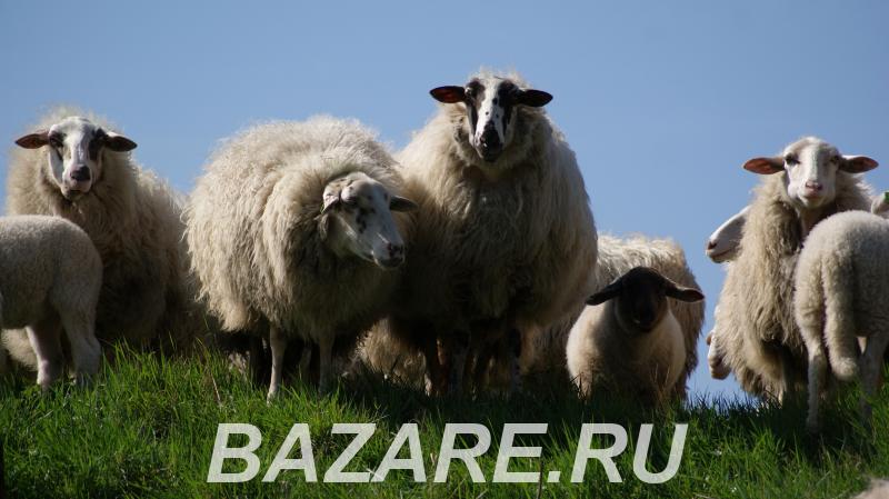 Продам овцематок, Краснотуранск