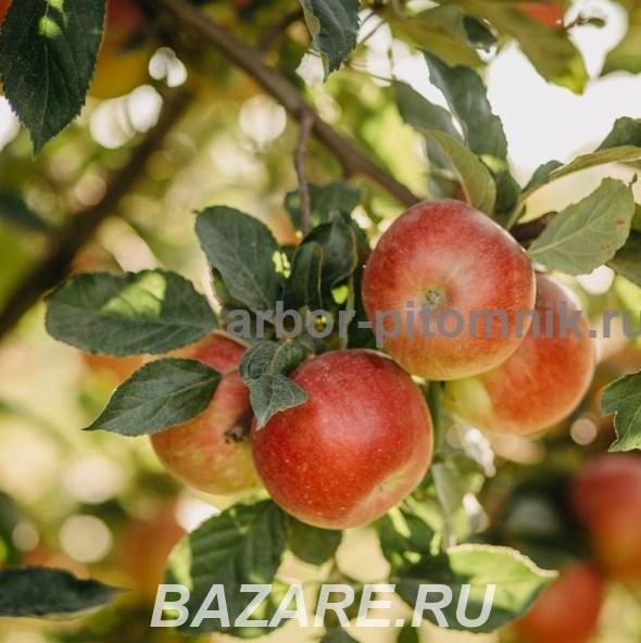 Крупномеры яблонь, саженцы яблони и плодовых деревьев в ..., Москва