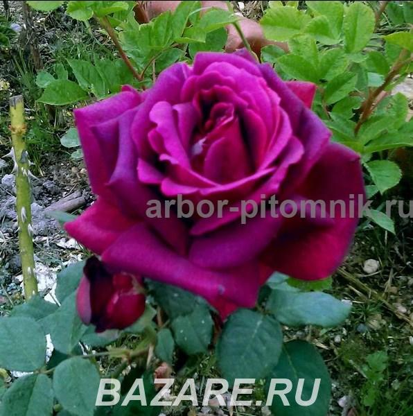 Саженцы кустовых роз из питомника, каталог роз в большом ..., Москва