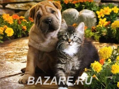 Ветеринар к Вам на дом, Санкт-Петербург