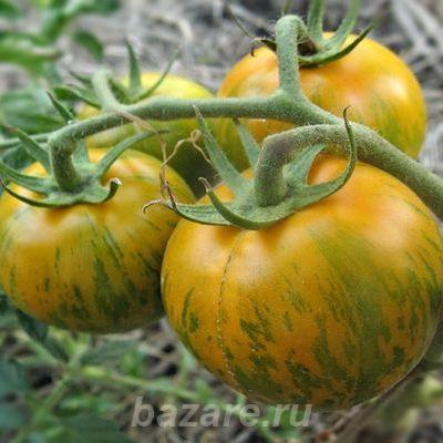 Полосатые томаты, семена,  Новосибирск