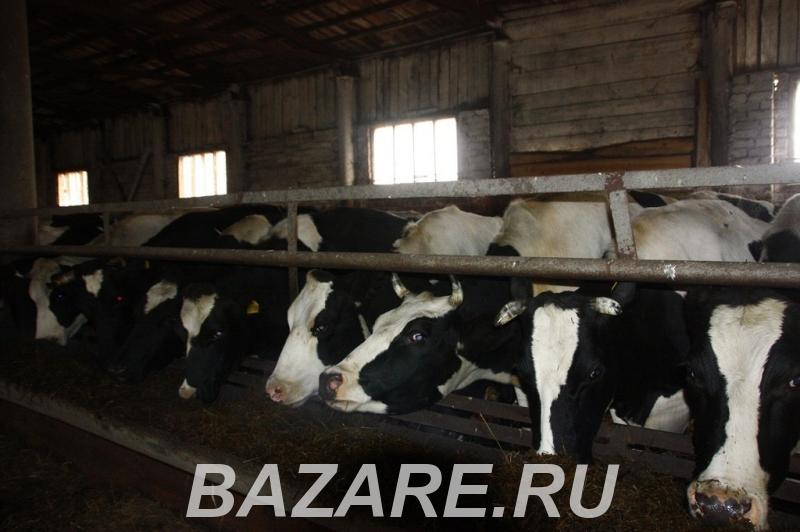 Быки и коровы на убой,  Казань
