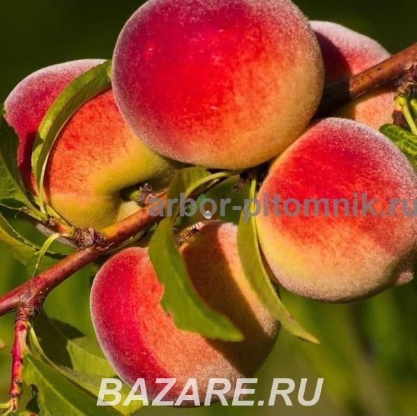 Саженцы персиков, персики в горшках из питомника и интернет ...