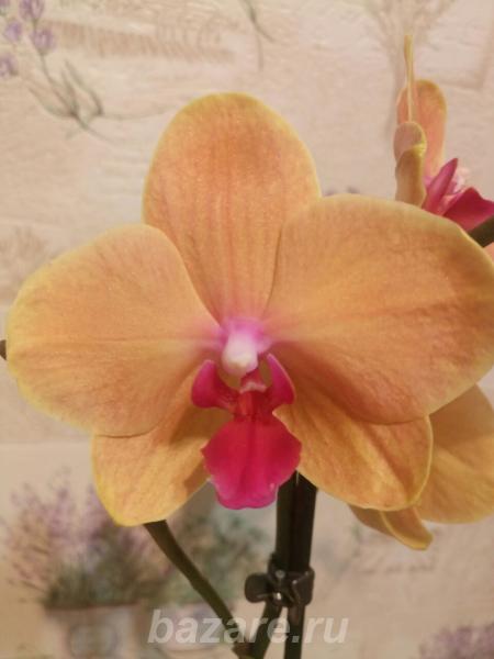 Продаю Орхидеи Фаленопсисы, Краснодар