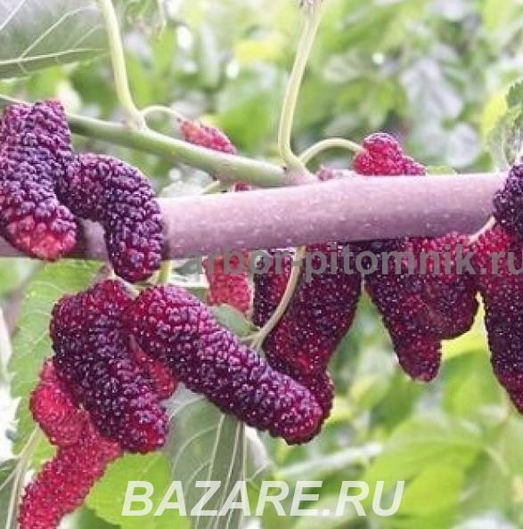 Плодовые деревья и плодовые крупномеры большемеры, Раменское