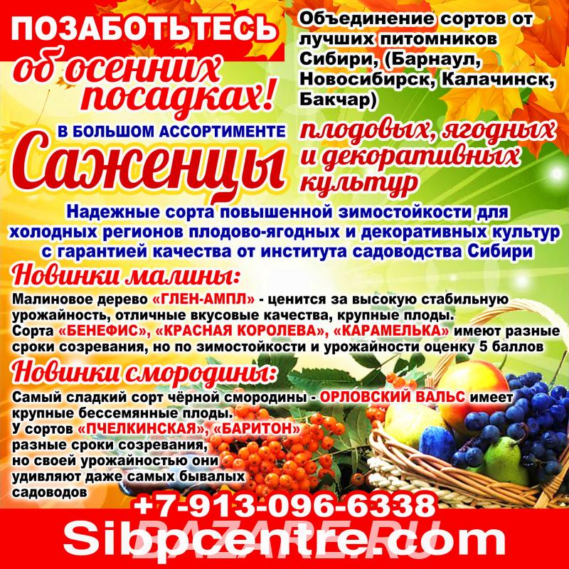 Саженцы плодовых, ягодных и декоративных культур,  Красноярск