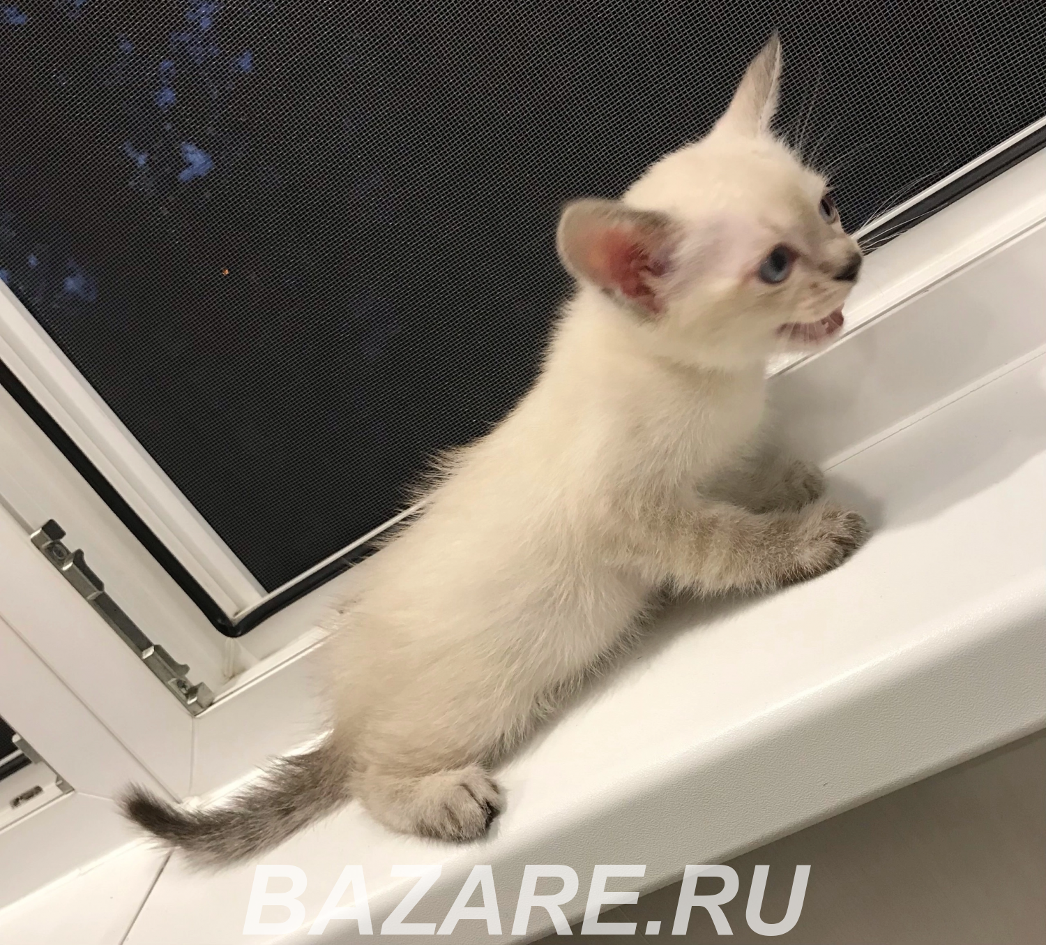 Европейская Бурма элитные лиловые котята., Санкт-Петербург