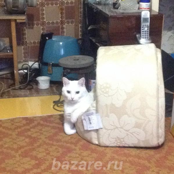 Домик для кота бу продаю, Воронеж
