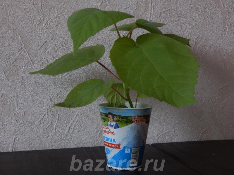 Продам растения киви, Санкт-Петербург
