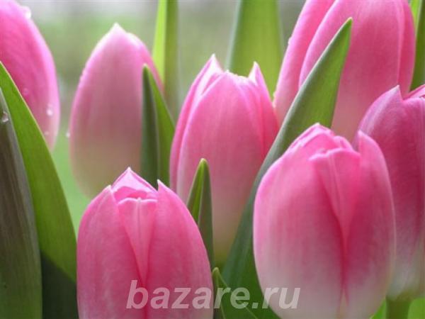 Тюльпаны оптом к 8 марта, Симферополь
