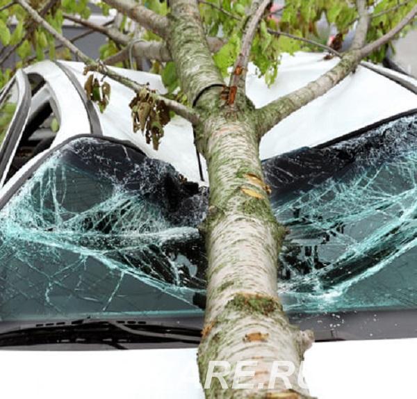 Услуги юриста при падении дерева на автомобиль, Санкт-Петербург