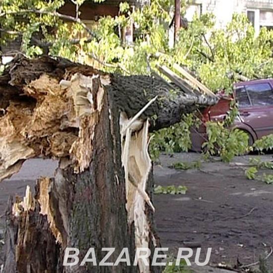 Услуги юриста при падении дерева на автомобиль,  Казань