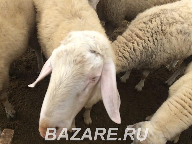 Овцы и бараны породы Лакон, Белогорск