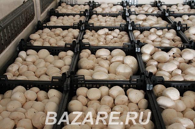 Продаем грибы оптом в Краснодаре. грибы оптом Краснодарский ..., Краснодар. Западный р-н