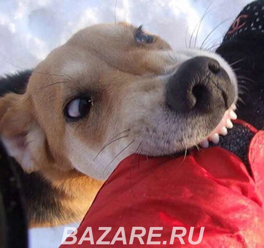 Услуги юриста при укусе собаки, Санкт-Петербург