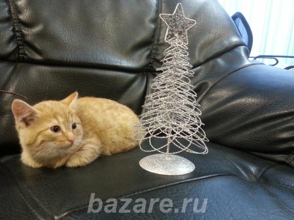 Котенок в добрые руки,  Новосибирск