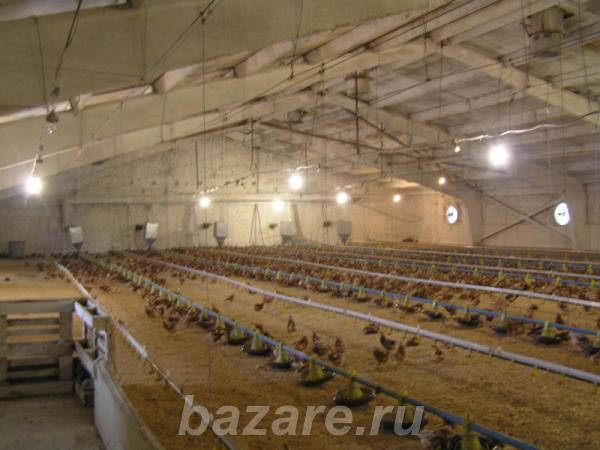 птичники и птицефермы,  Белгород