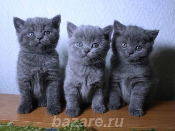 Британские котята, Туринск