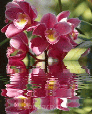 Продам красавицу-орхидею, Краснодар