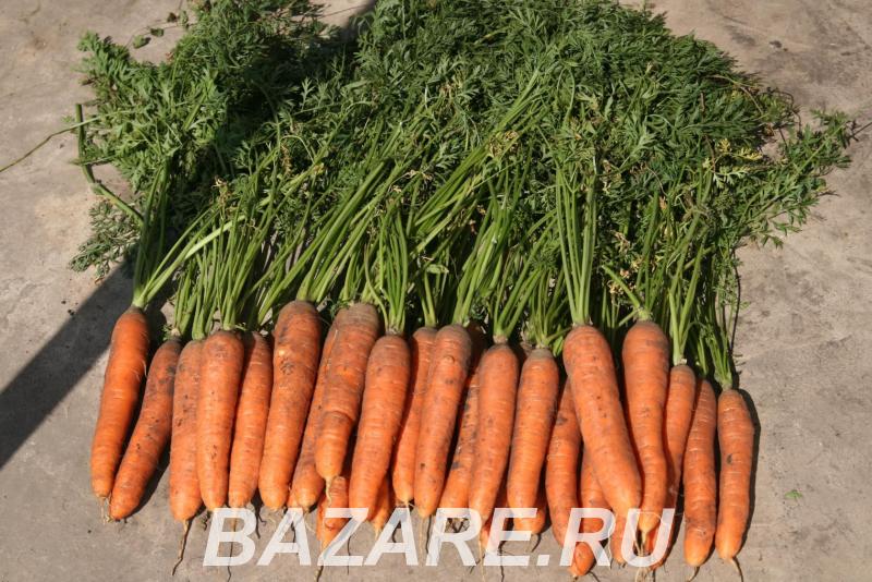 Морковь,  Волгоград