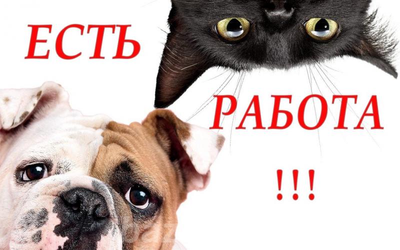 Сеть магазинов Кот и Пёс приглашает на работу,  Иваново