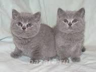 Продам шикарных-тяжеловесных британских котят, Киселевск