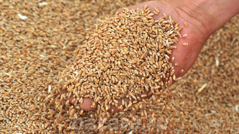Продам ячмень - пшеницу, Краснодар