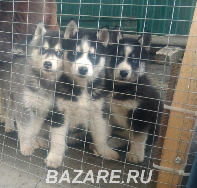Продам щенков хаски, Курганинск