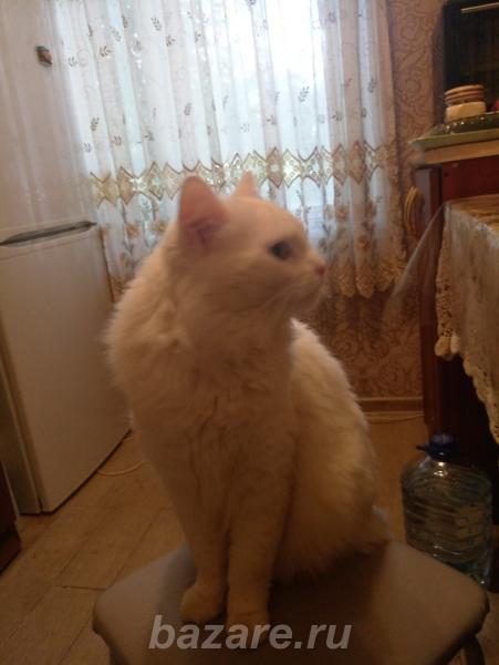 Ищу кошечку для своего кота., Москва м. Щелковская