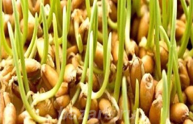 Масло ВитаВек зародыши пшеницы, Краснодар