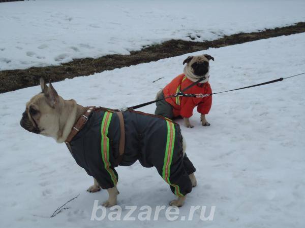 Одежда для собак Dog Land,  Томск