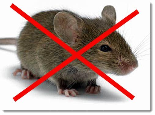 Уничтожение крыс, мышей, тараканов, клопов, мух, тараканов, муравьев.
