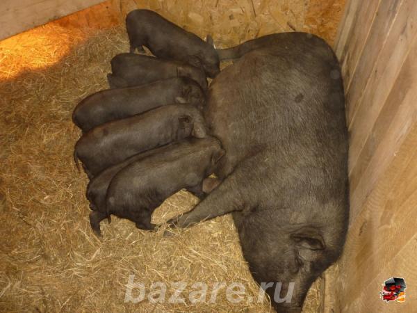 Продам свиней вьетнамской породы, Курганинск