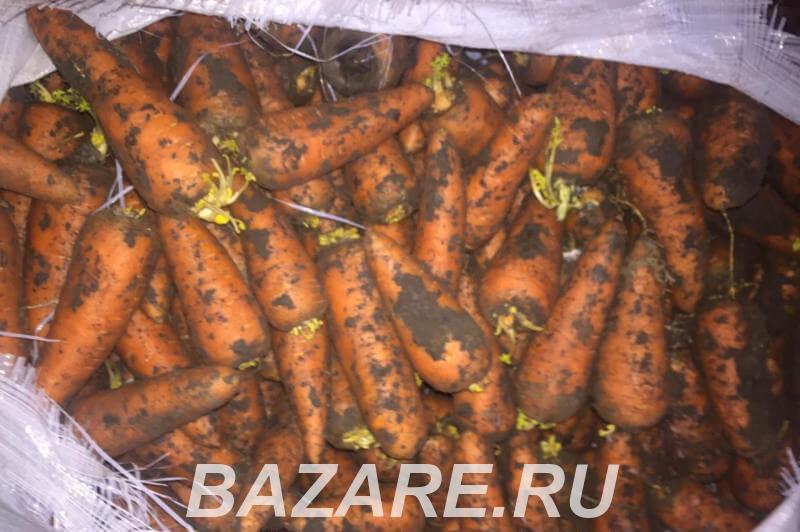 Оптовая продажа морковки
