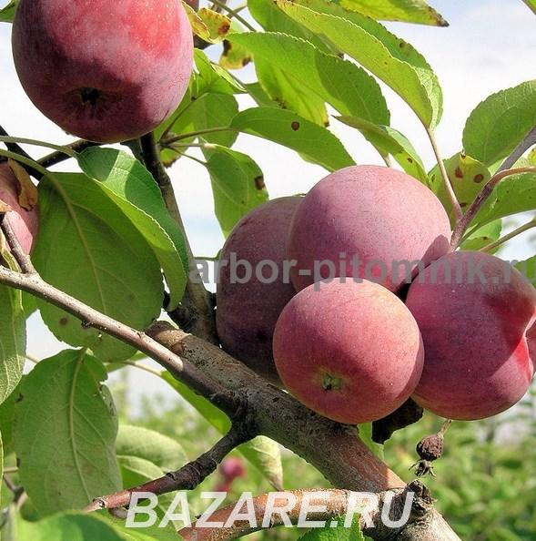 Саженцы яблони из питомника, с доставкой и посадкой, Москва