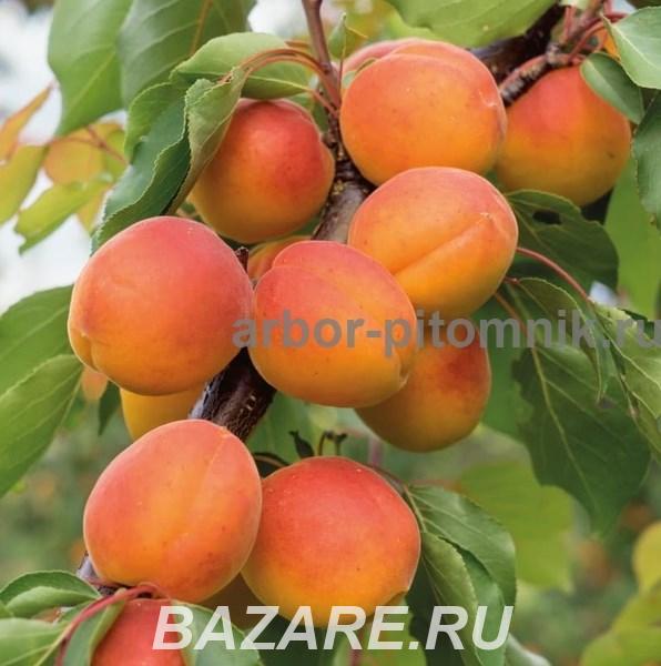 Саженцы абрикосов из питомника с доставкой, каталог с ..., Москва
