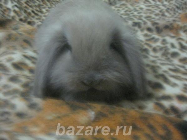 Продам кролика породы Вислоухий баран,  Кемерово