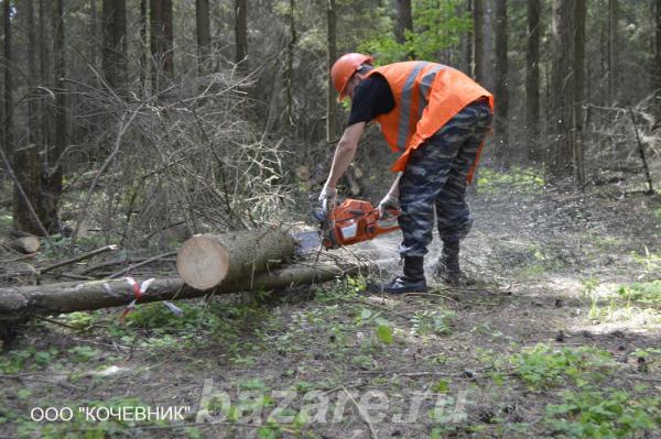 Спилить дерево в Санкт-Петербурге