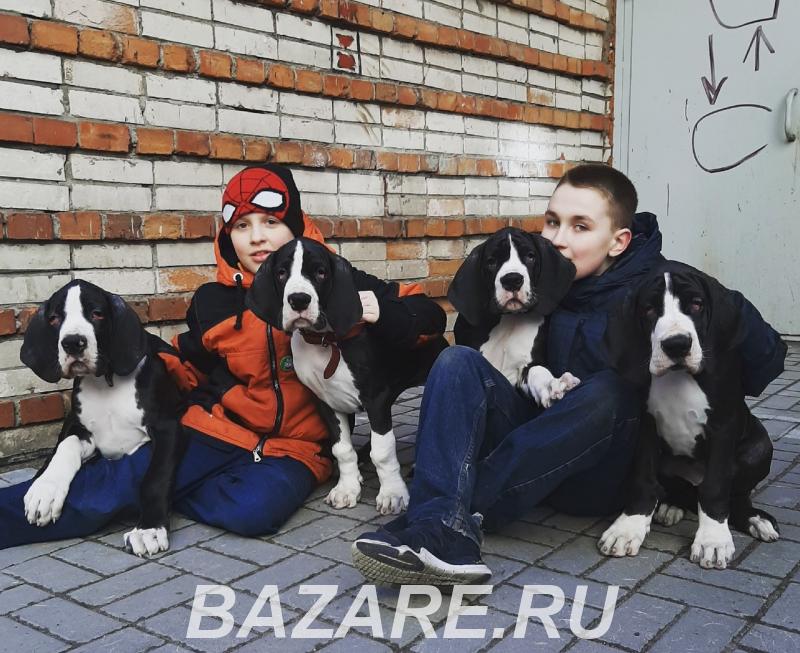 Великолепные щенки немецкого дога чёрно-мраморного окраса., Санкт-Петербург