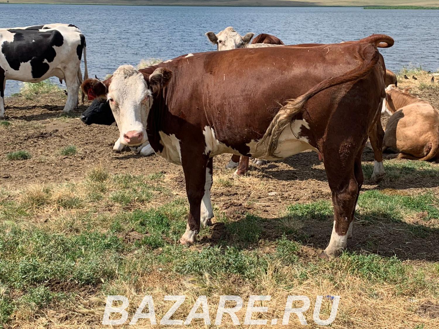 Коровы породы Герефорд, Магнитогорск