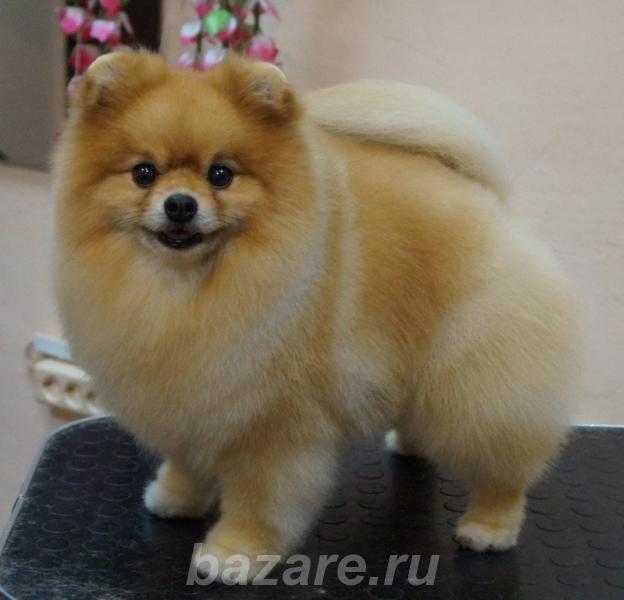 Стрижка собак со скидкой 30, Москва