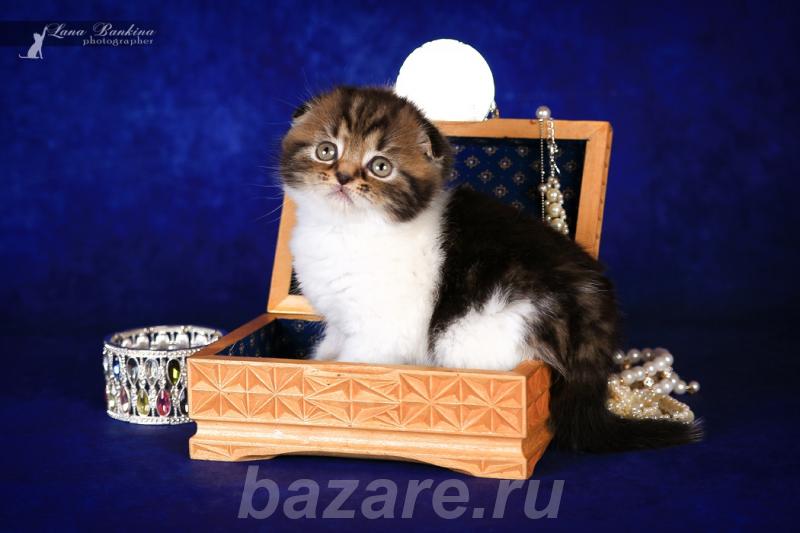 Предлагается великолепный котенок скоттиш-фолда.,  Астрахань