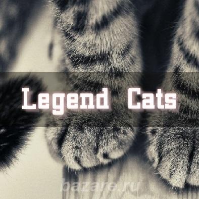 Legend Cats, 