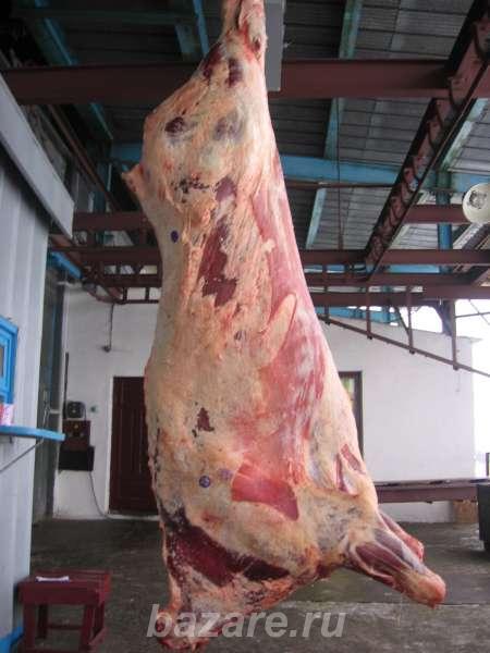 Свежее парное и охлажденное мясо говядины 260р,  Владивосток