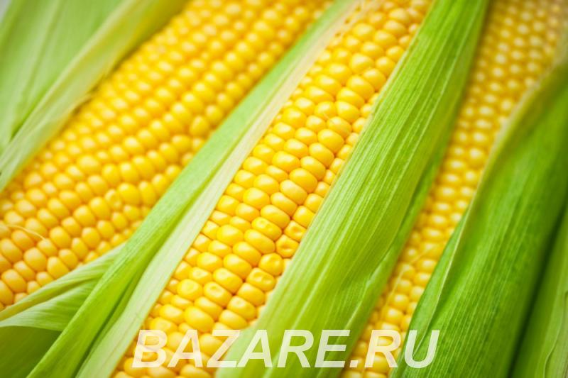 Семена кукурузы краснодар, Краснодар. Прикубанский р-н