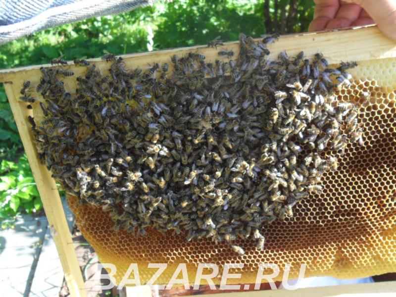 Пчёлы и пчелопакеты карпатские