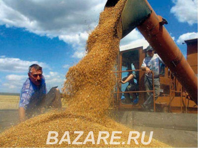 Куплю пшеницу, ячмень, от с х производителей и КФХ,  Новосибирск
